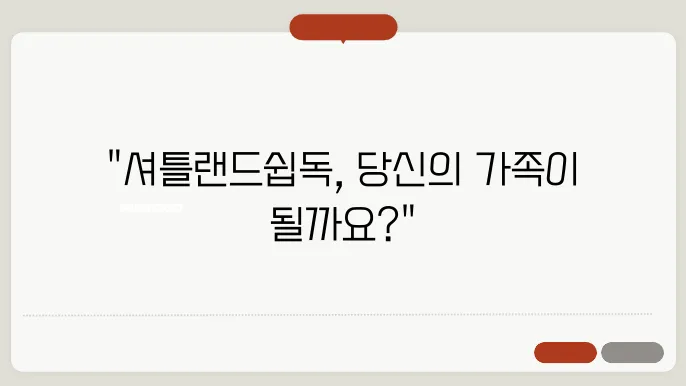 셔틀랜드쉽독 입양방법 알아보기