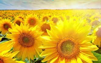 태백 해바라기축제