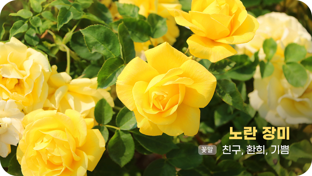 #노란장미 #장미꽃 #꽃말 #친구 #환희 #기쁨