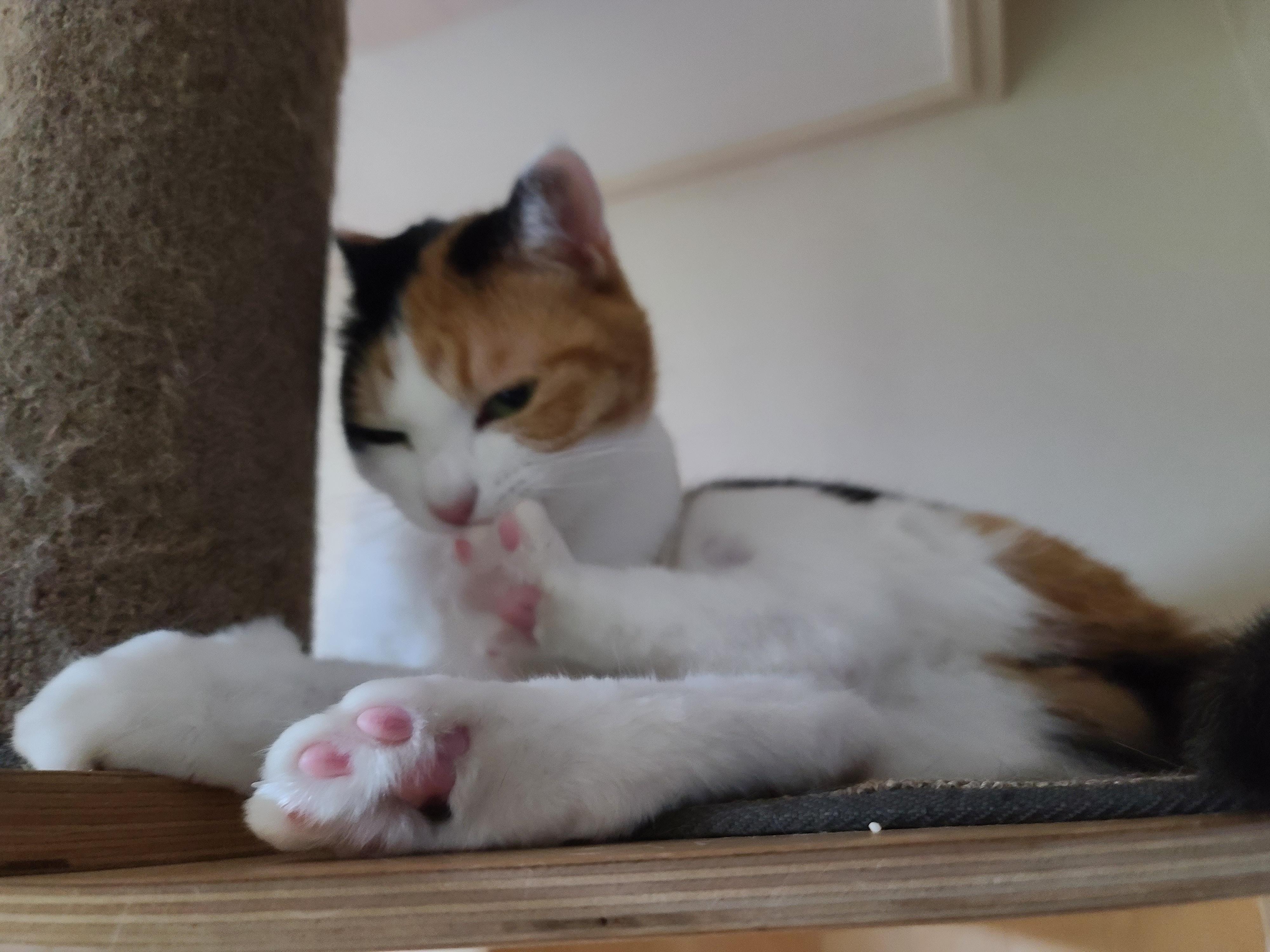 4월에도 전기장판 찜질하는 고양이. 이유는?! 너무 귀여운 잔망스러운 삼색이 고양이.