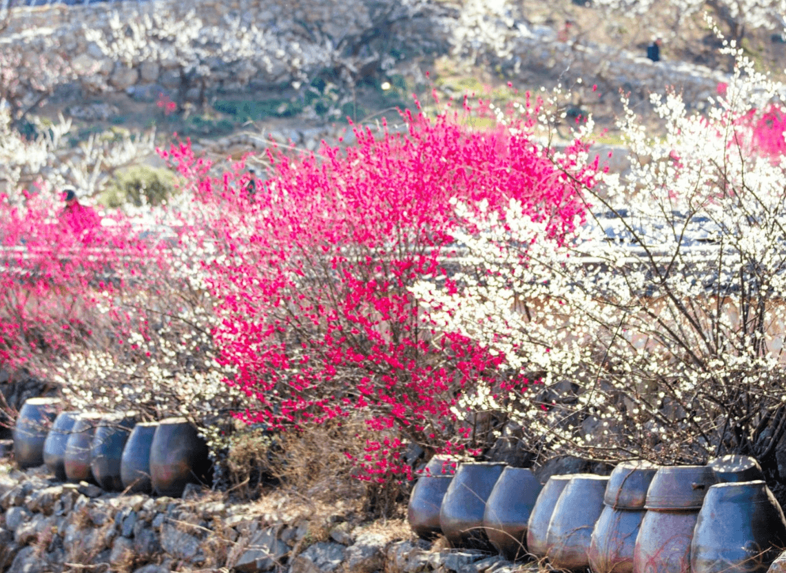 2025년 광양 매화축제 주차장 관련 사진