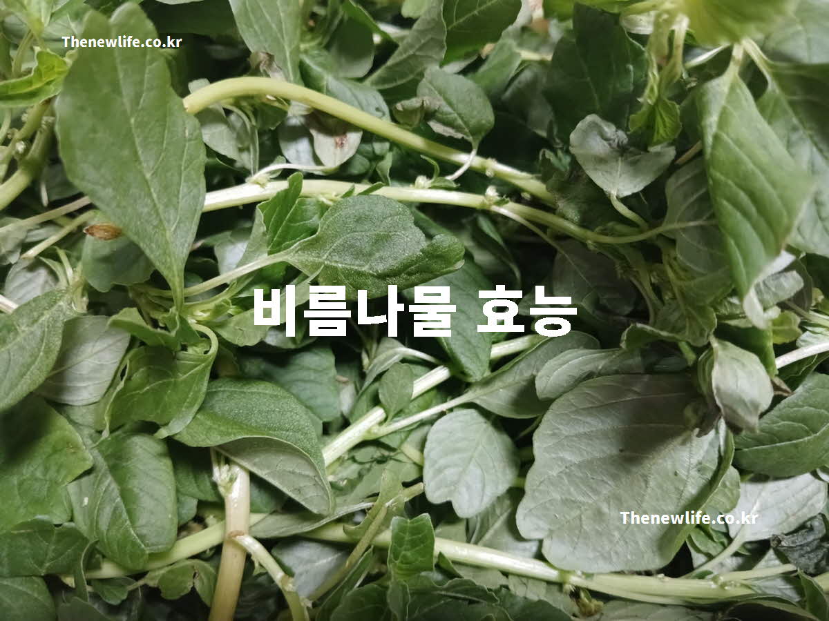 비름나물 효능
