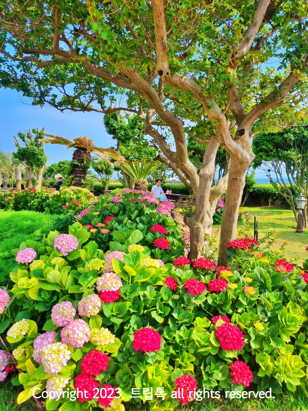 구불한 나무 뒤로는 야자나무가보이고 그 앞에는 빨갛고 연보라색의 소담한 수국이 만발해 있다.