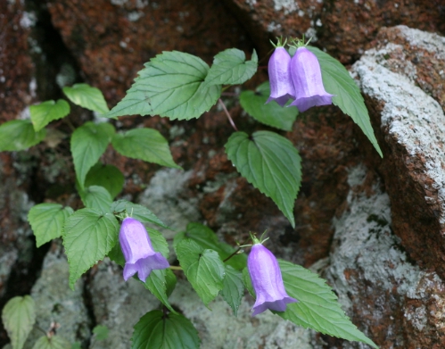 가을에 피는 꽃 금강초롱꽃