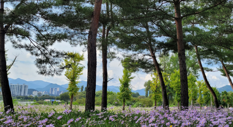 2024년 자라섬 꽃 페스타 일정