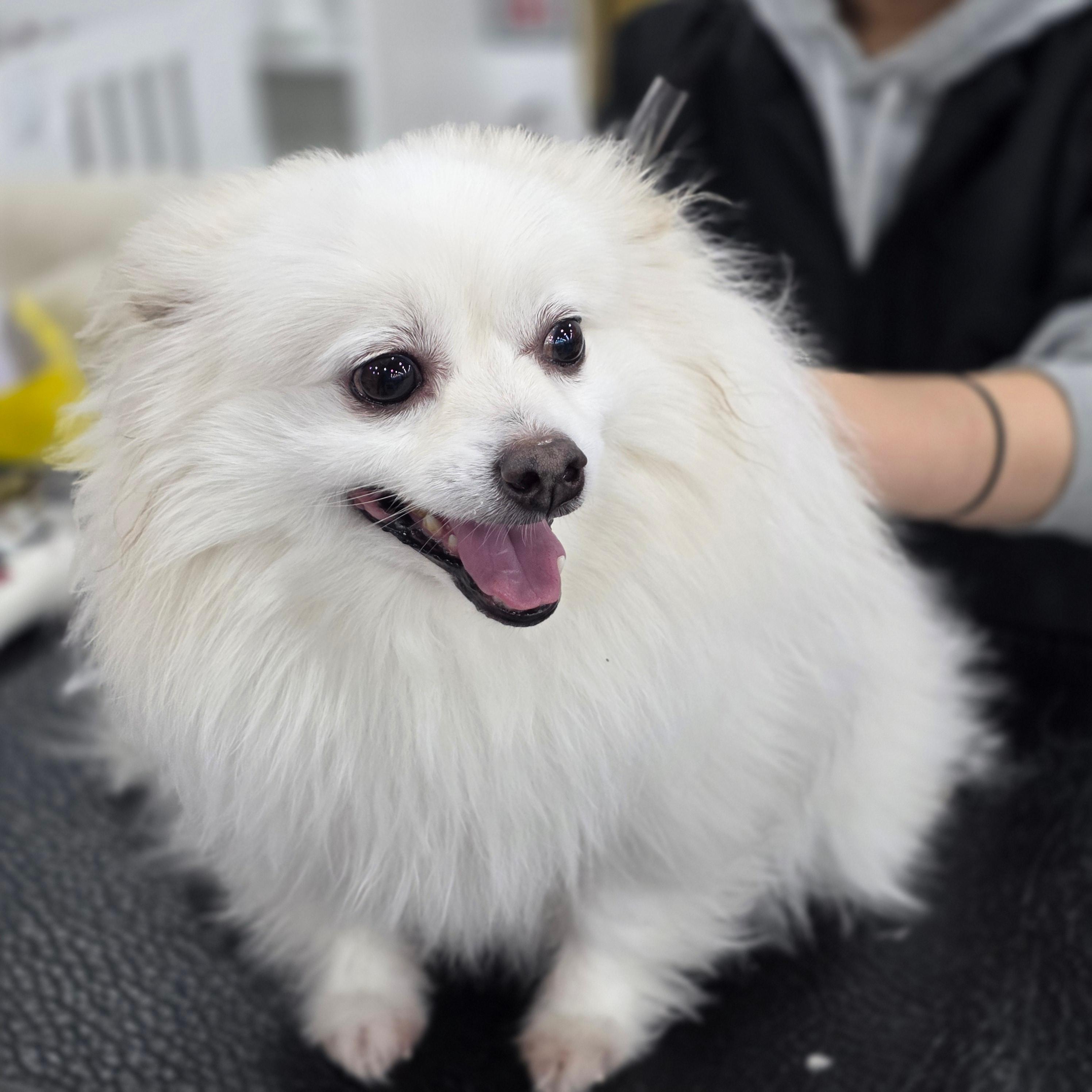 구미애견미용학원추천