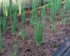 쪽파 심는 시기 완벽 가이드