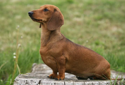 미니어처 닥스훈트