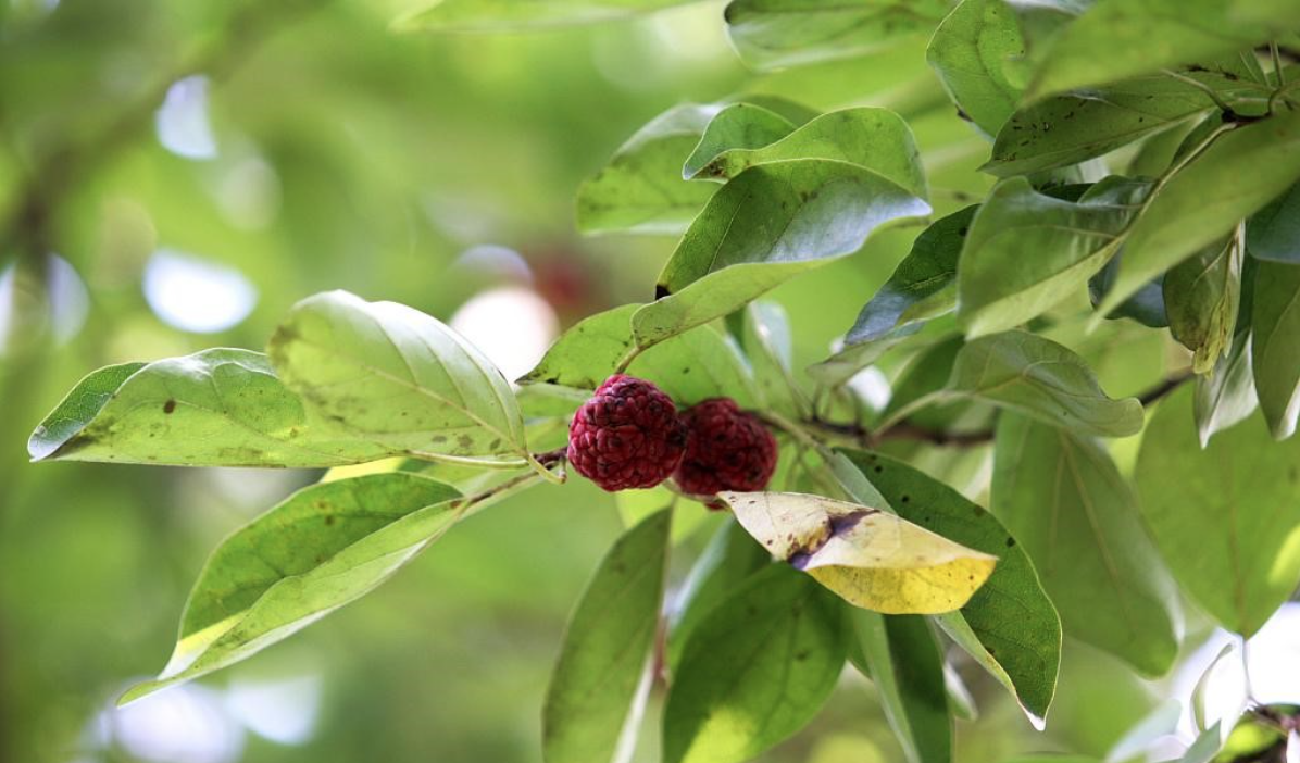 꾸지뽕 나무에 익은 열매가 있는 사진