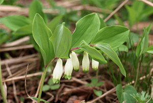 둥굴레차효능05