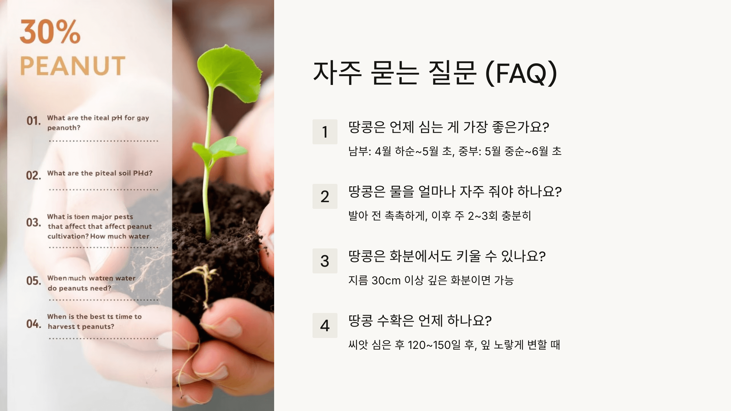 땅콩 사진입니다.