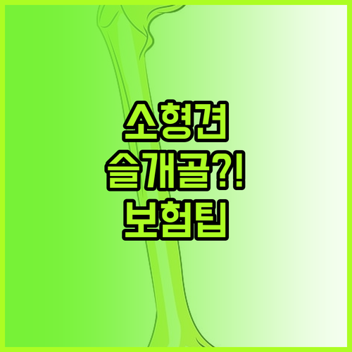 소형견 슬개골 탈구 보험 선택 방법 ..