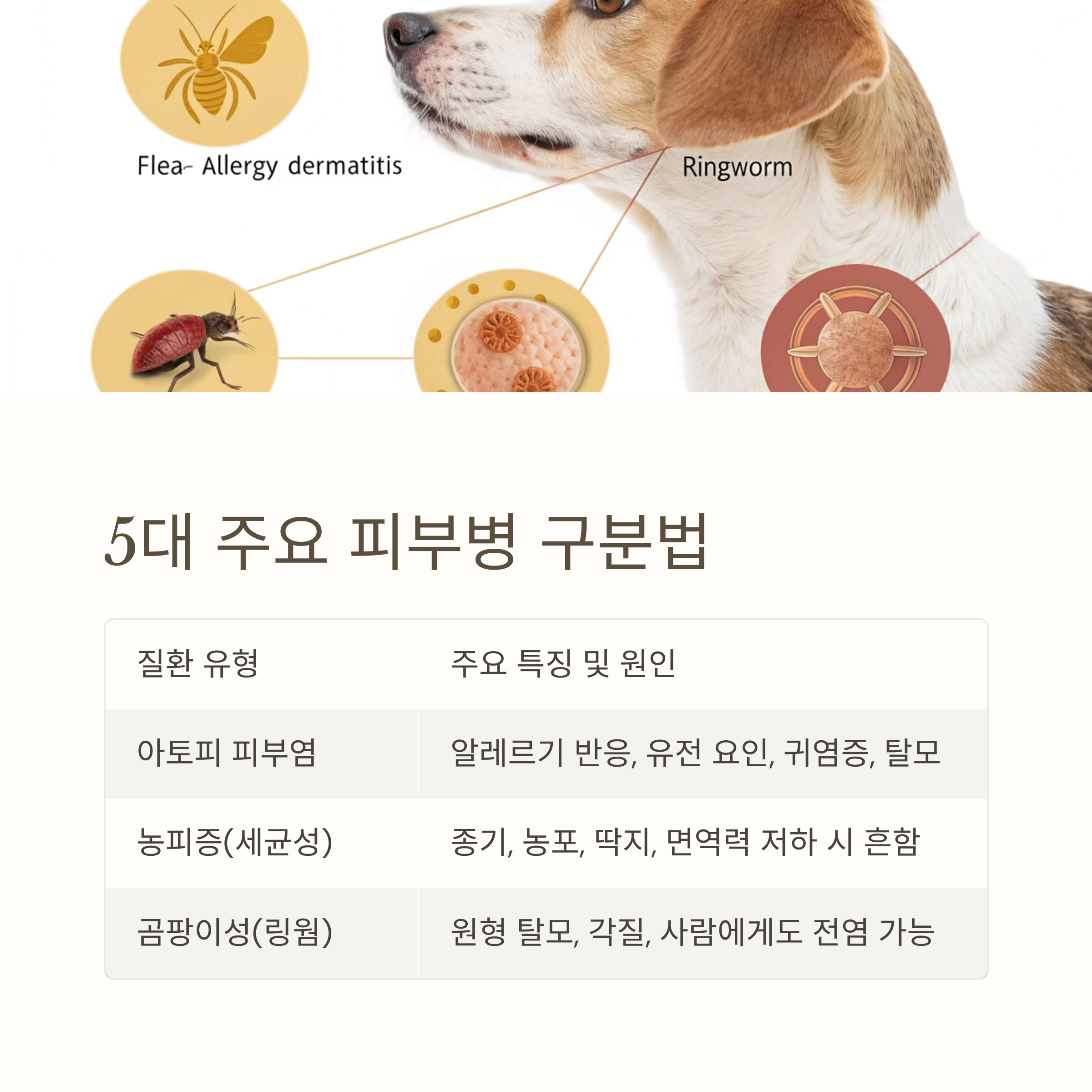 5대 주요 피부병 구분법