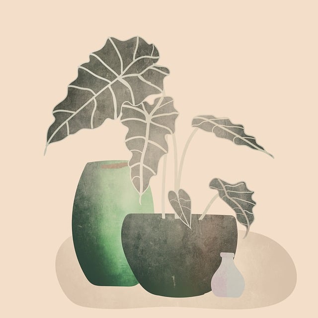 주방에 두기 좋은 식물 : 필로덴드론