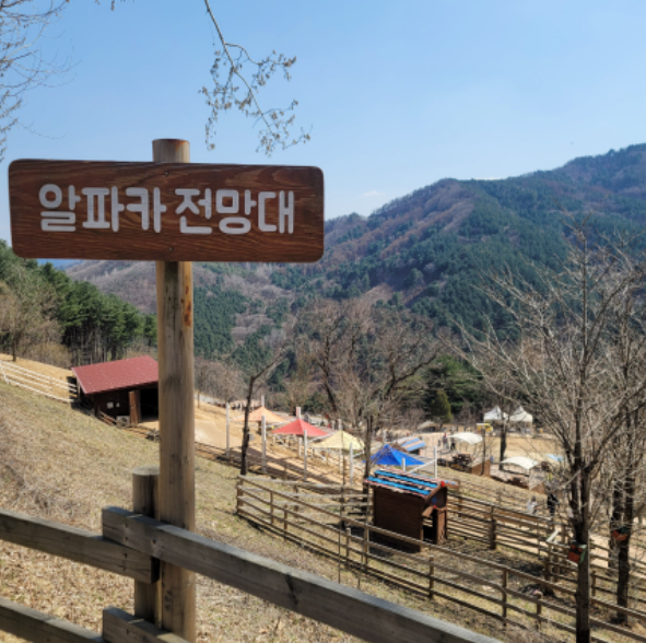 강원도 가볼만한곳, 알파카월드