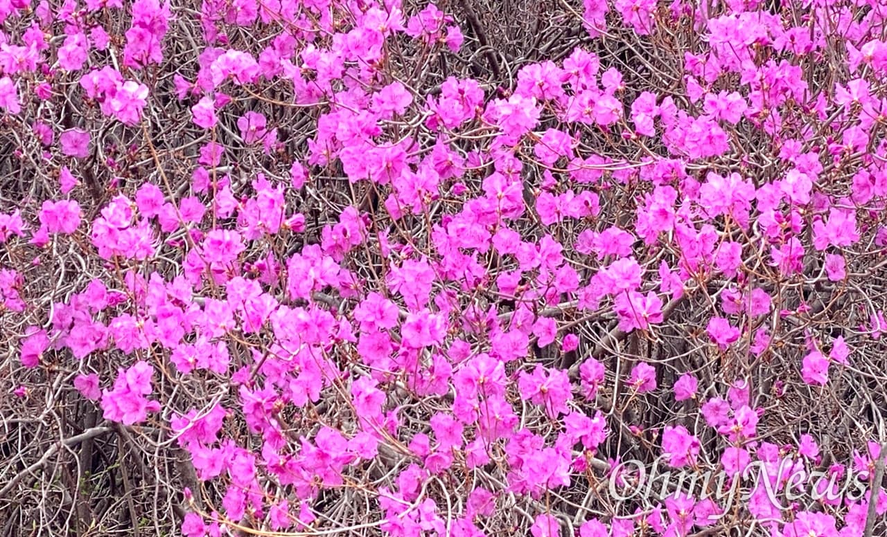 [4월 축제]화왕산 진달래❘4월 둘째주 주말 개화 상황, 방문 후기, 교통편, 맛집
