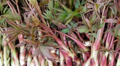 눈개승마 이미지