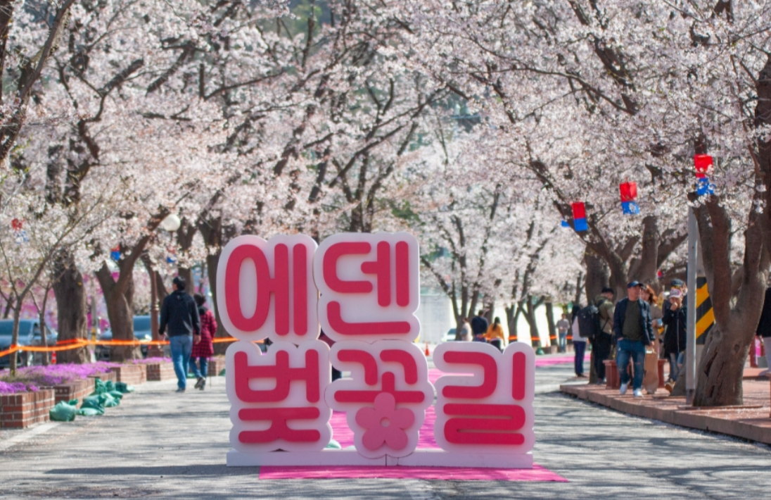 에덴벚꽃길 벚꽃축제