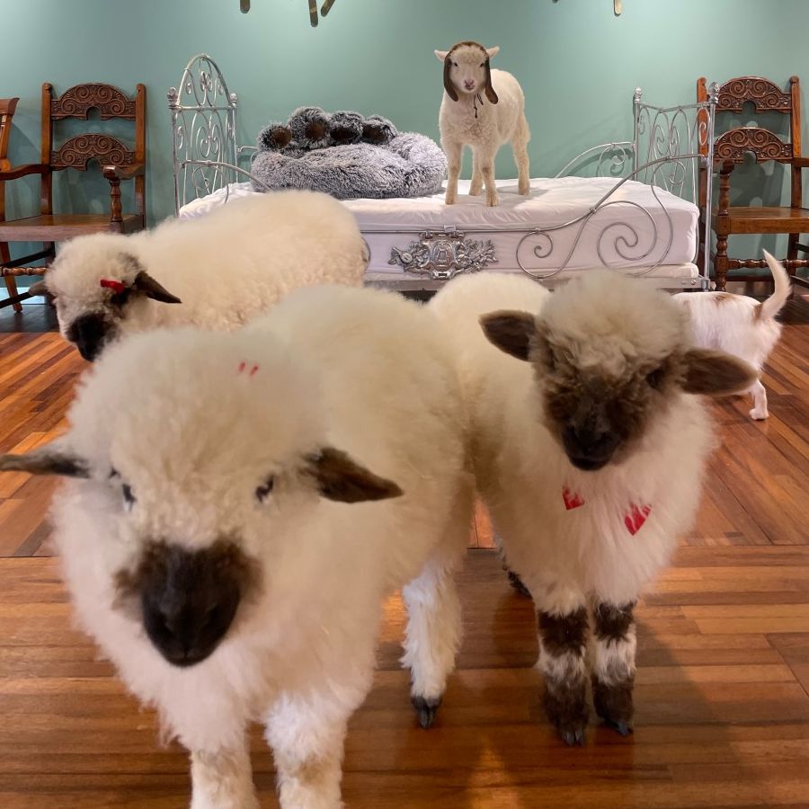 마이애니멀스토리