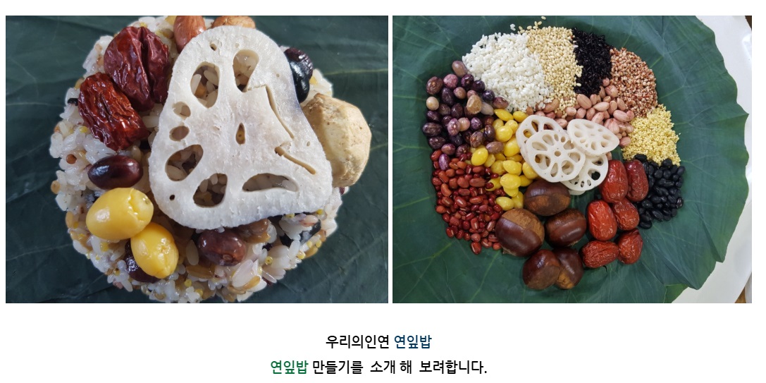 지금연잎이잘익었을때입니다-부안-연잎