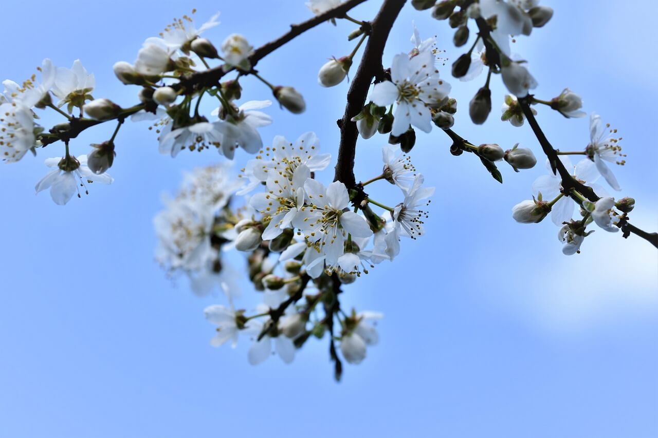 응봉산 개나리축제 기간