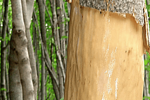 두충나무껍질04