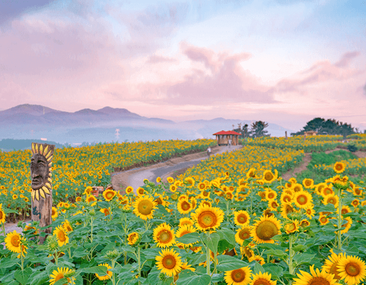 강주 해바라기 축제