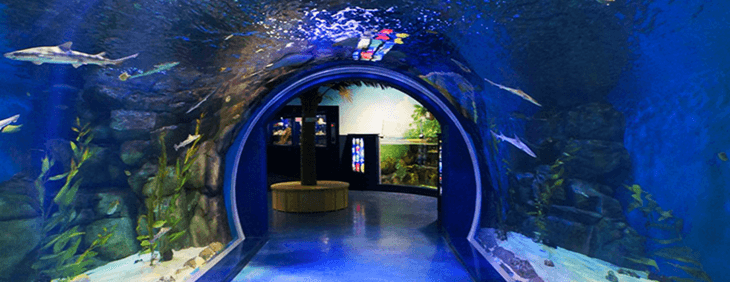 경포아쿠아리움 해저터널