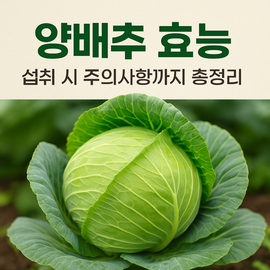 양배추 효능과 섭취 시 주의사항까지 총정리