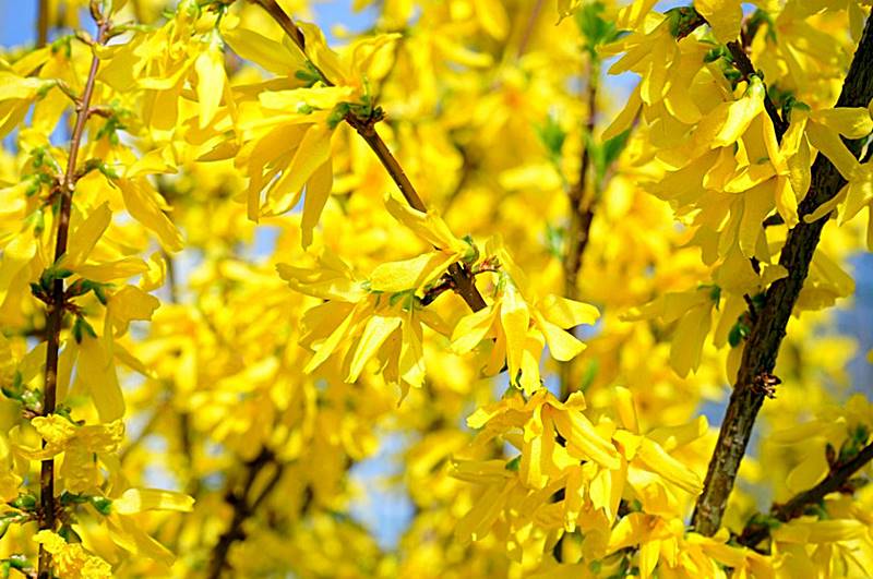 만개한-노란-개나리꽃-모습