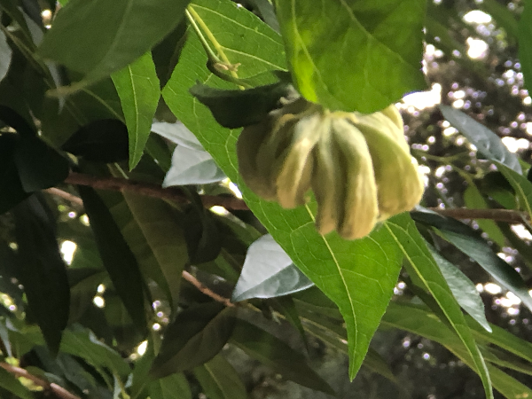 때죽납작진딧물