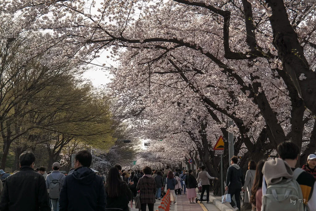 2024-여의도-벚꽃축제