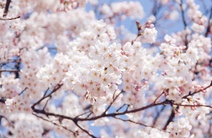 사쿠라 (Cherry Blossom)