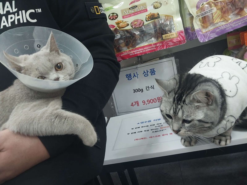 갑작스럽게 병원에 갔을 때 펫 보험에 대해 관심을 갖게 되었습니다.