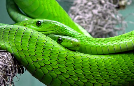 녹색-뱀-이미지