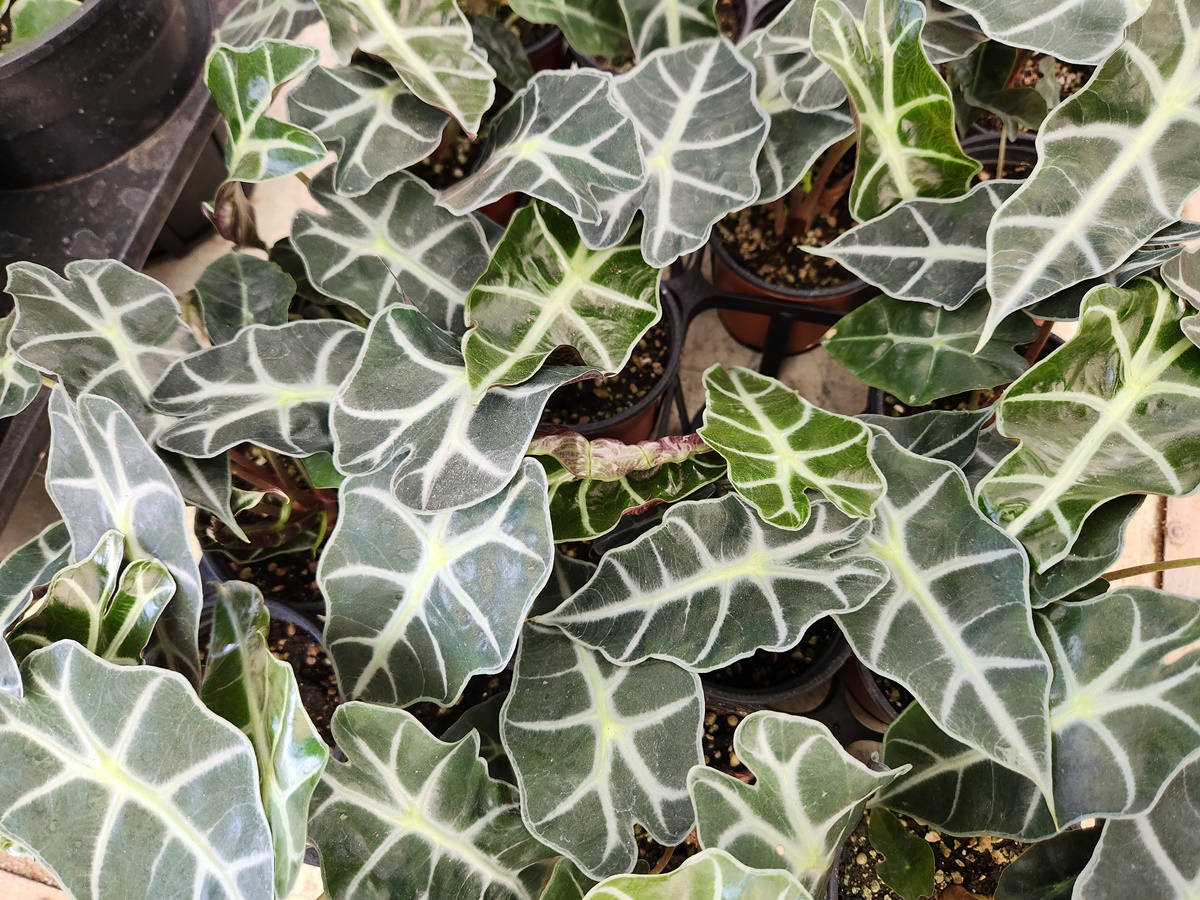 거북등알로카시아