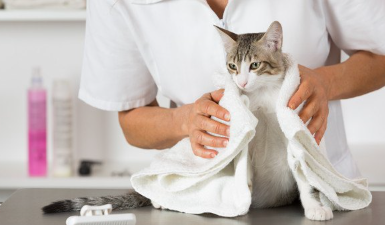 몸을 수건으로 감싸는 고양이.