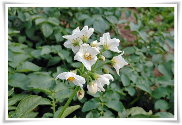 텃밭 "6월, 감자 수확하세요!" 텃밭에 숨겨진 금덩이, 지금 캐세요!