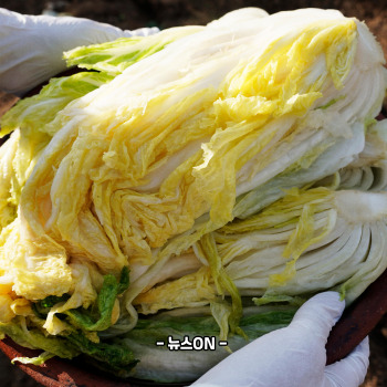 절임배추 20kg 몇포기