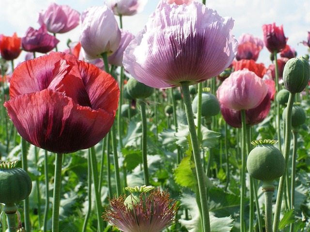 똥이 터지는 꿈 해몽(똥꿈해몽풀이&amp;#44; 무료꿈해몽풀이)