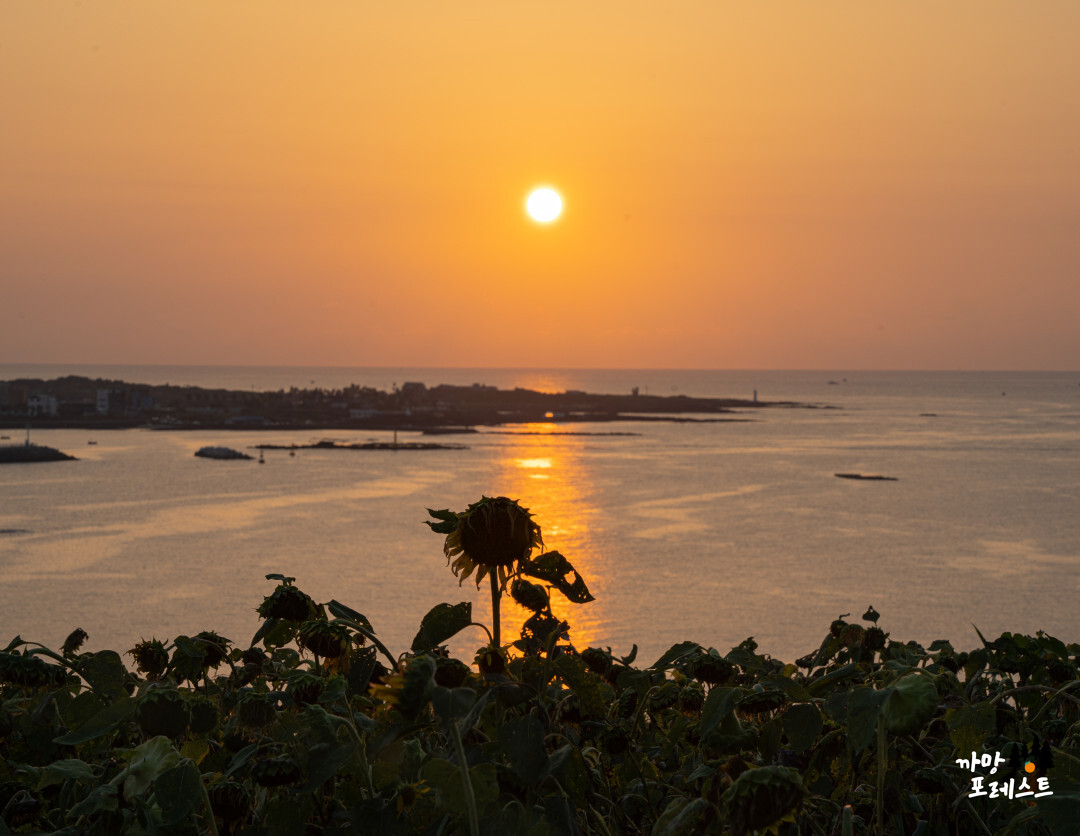 함덕 서우봉 해바라기