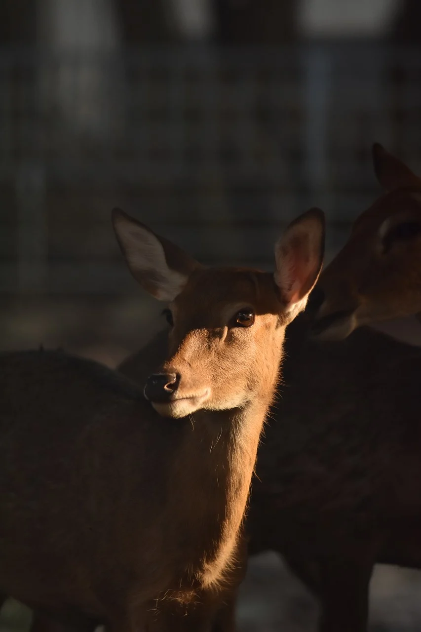 제37편 조직 수준 판단 설계 ③ 레드팀(Red Team) 모델은 집단사고를 얼마나 줄일 수 있는가