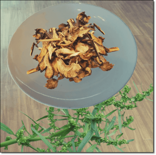 소리쟁이 뿌리와 지상부