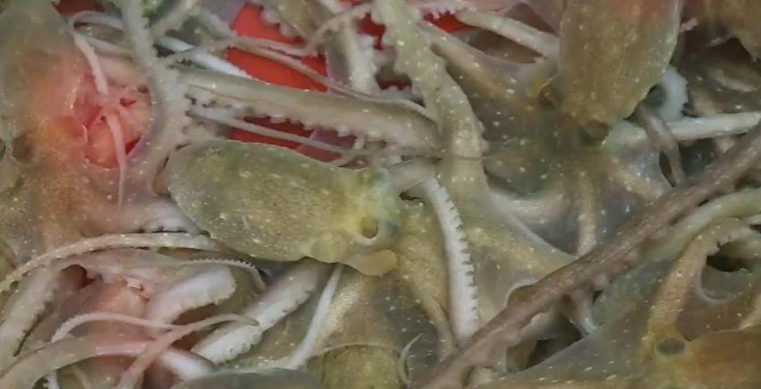 6시내고향 장흥낙지