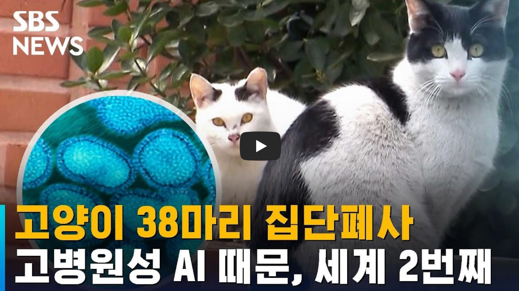 고양이 집단폐사 뉴스 영상의 섬네일
