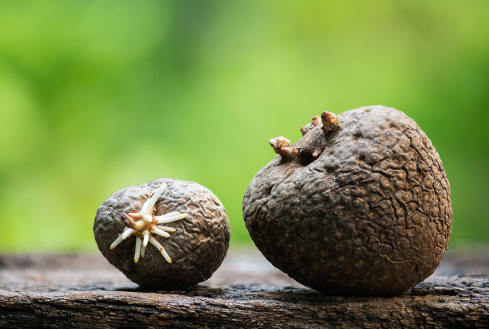 하늘마 효능 11가지 총정리
