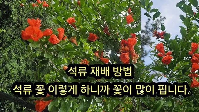 석류 재배 전정 요령 착과 관리 고온 피해 예방_8