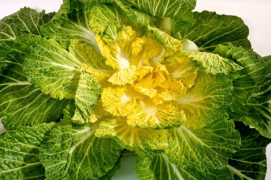 3월 제철음식 쭈꾸미 도다리 봄동 달래 냉이 방풍나물 미나리 가리비 참나물