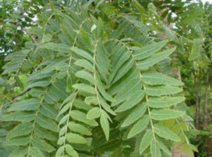 유향나무 보스웰리아