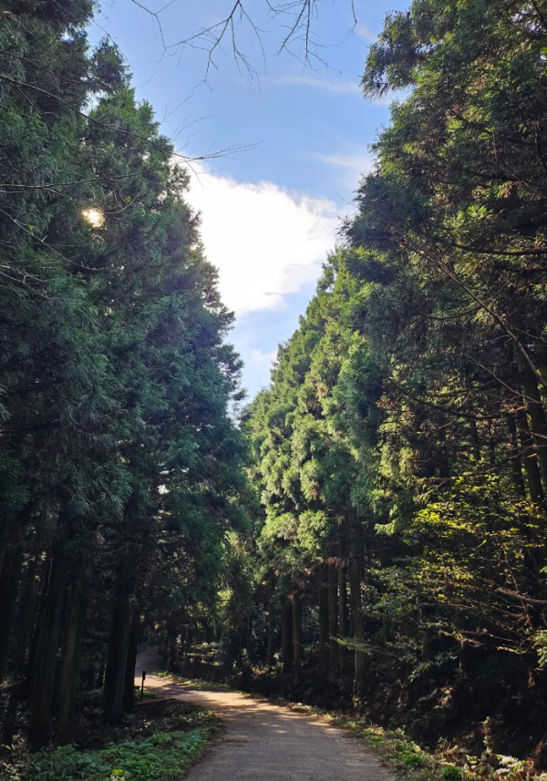 사려니숲길 삼나무